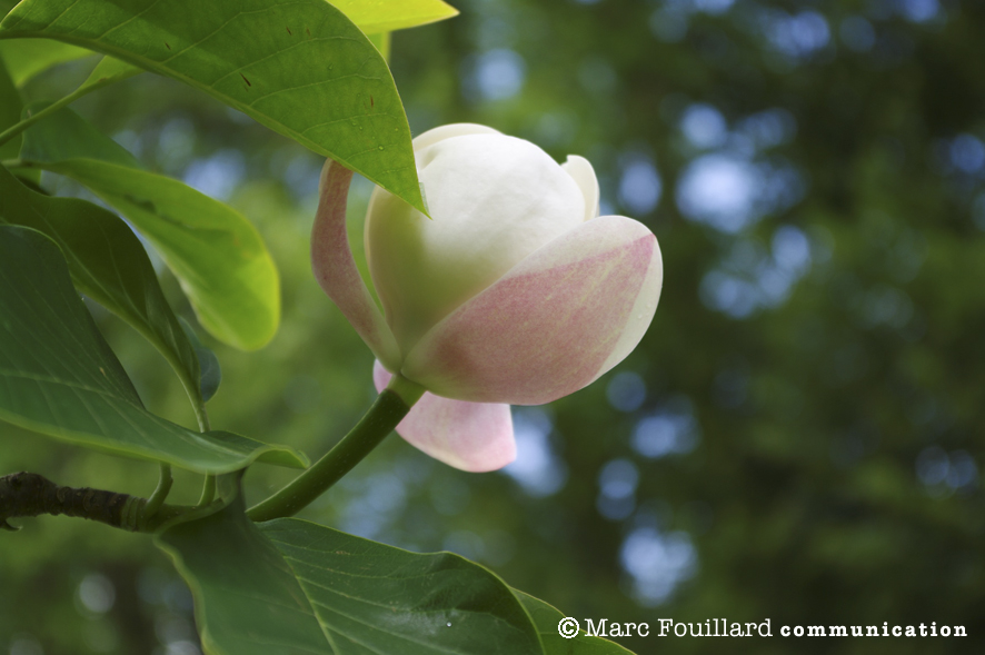 Les magnolias de Trévarez